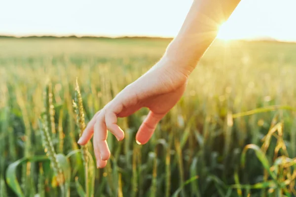 young woman touching wheat with hand