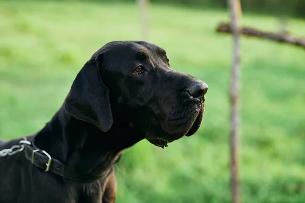 緑の芝生の上でかわいい黒い犬 — ストック写真