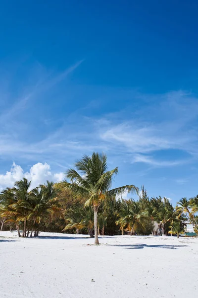 Beautiful Palm Tees Growing Beach — Stock Photo, Image