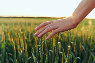 Gün batımında buğday tarlasında güzel bir kadın  