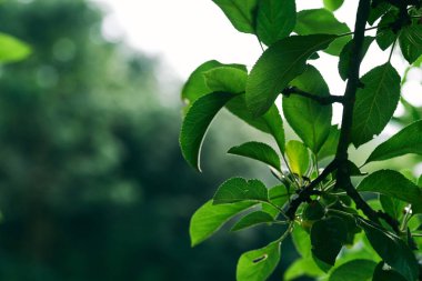 yeşil yaprakları ile ağacın dalı 