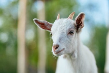 Çiftlikteki küçük sevimli keçi yavrusu