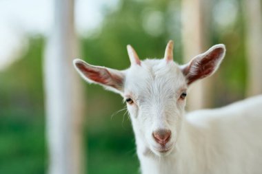 Çiftlikteki küçük sevimli keçi yavrusu