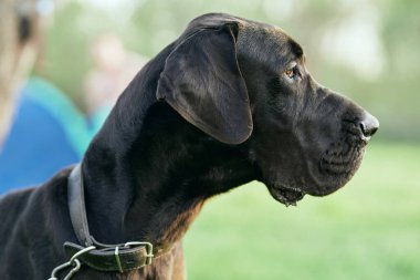 Yeşil çimlerde sevimli siyah köpek 