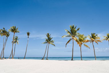 Sahilde yetişen güzel palmiyeler      