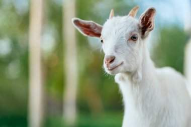 Çiftlikteki küçük sevimli keçi yavrusu