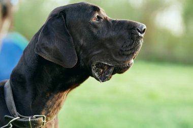 Yeşil çimlerde sevimli siyah köpek 