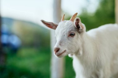 Çiftlikteki küçük sevimli keçi yavrusu