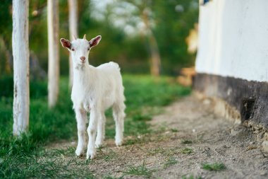 Çiftlikteki küçük sevimli keçi yavrusu