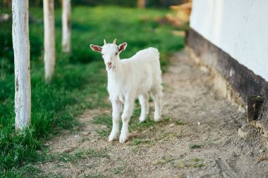 Çiftlikteki küçük sevimli keçi yavrusu