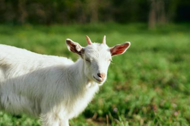 Çiftlikteki küçük sevimli keçi yavrusu