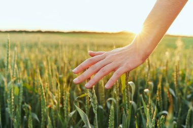 Genç kadın buğdaya elle dokunuyor. 