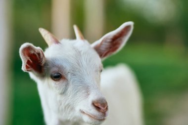 Çiftlikteki küçük sevimli keçi yavrusu