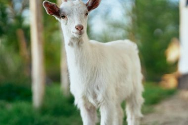 Çiftlikteki küçük sevimli keçi yavrusu