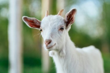 Çiftlikteki küçük sevimli keçi yavrusu