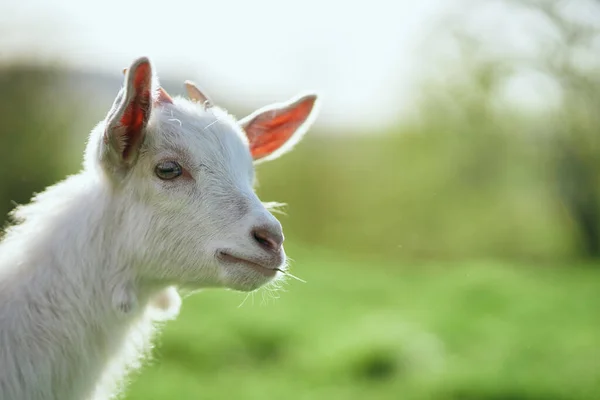 Pequeno Bode Bebê Bonito Fazenda — Fotografia de Stock