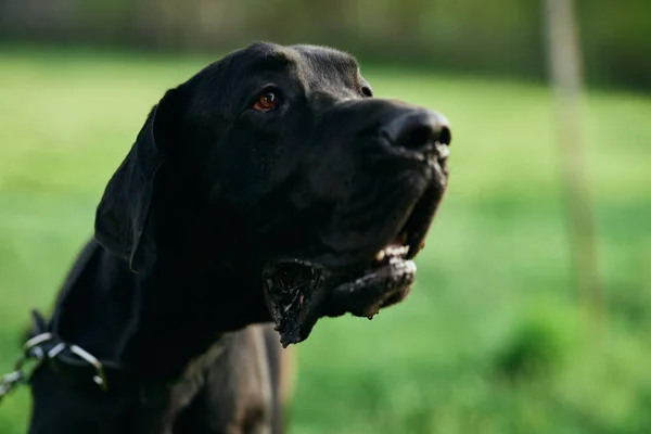 Söt Svart Hund Grön Gräsmatta — Stockfoto