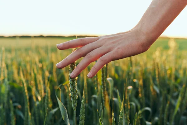 Junge Frau Berührt Weizen Mit Der Hand — Stockfoto