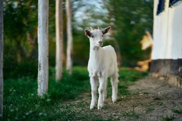 Pequeno Bode Bebê Bonito Fazenda — Fotografia de Stock