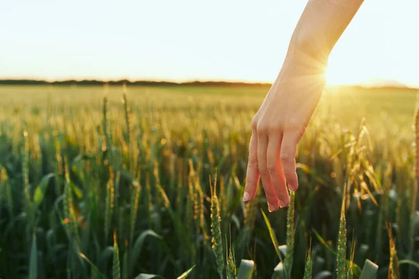 Junge Frau Berührt Weizen Mit Der Hand — Stockfoto