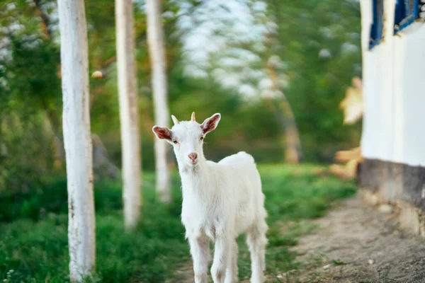 Mignon Petit Bébé Chèvre Ferme — Photo