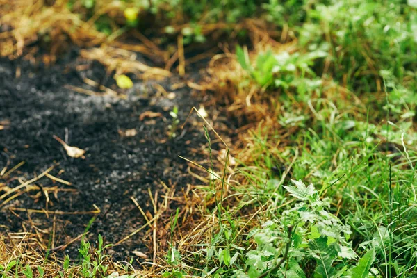 Brinnande Gräs Parken Naturen — Stockfoto