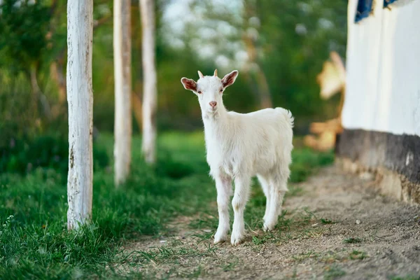 Pequeno Bode Bebê Bonito Fazenda — Fotografia de Stock