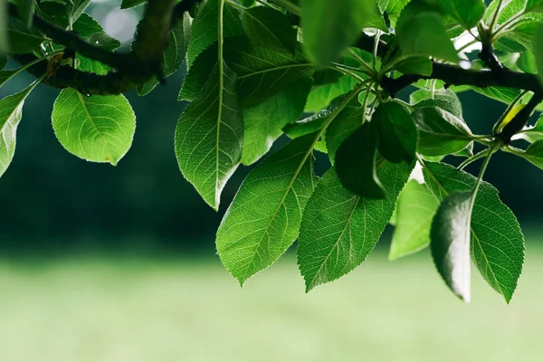 Zweig Des Baumes Mit Grünen Blättern — Stockfoto