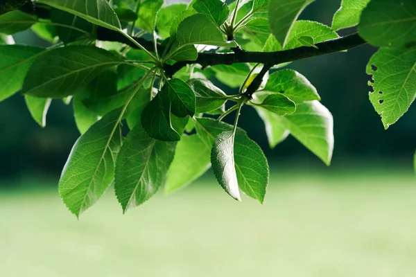 Gałąź Drzewa Zielonymi Liśćmi — Zdjęcie stockowe