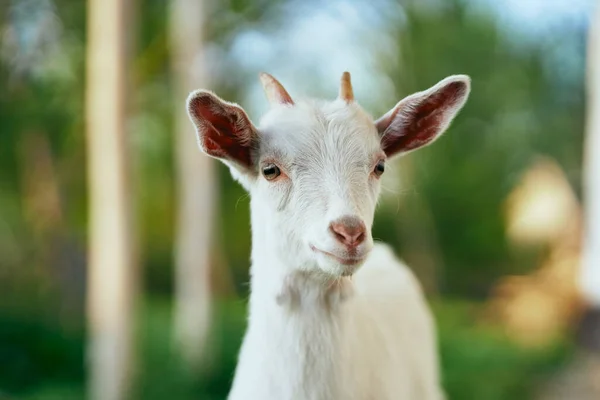 Schattig Klein Geitje Boerderij — Stockfoto