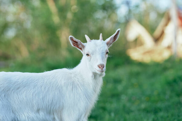 Cute little baby goat on the farm