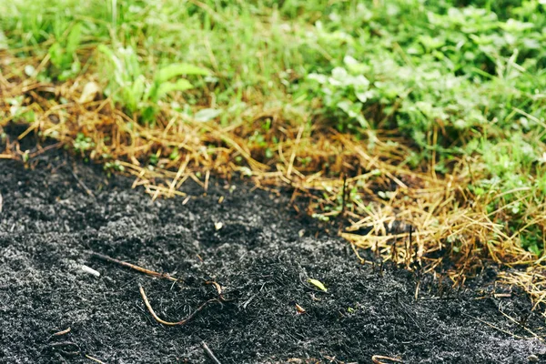 Brinnande Gräs Parken Naturen — Stockfoto