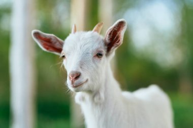 Çiftlikteki küçük sevimli keçi yavrusu