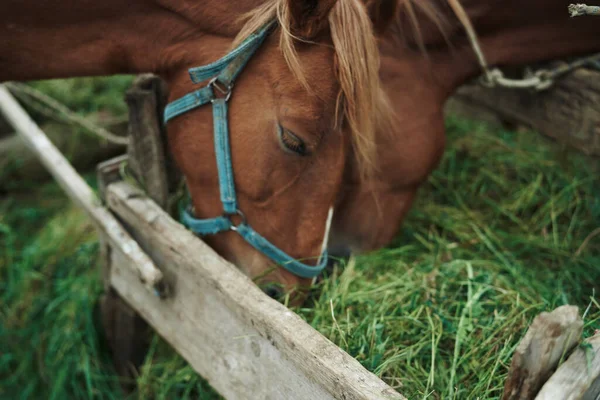 Horses eat grass nature countryside farm mammals — Stock Photo, Image