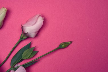 Pembe arka planda yeşil yapraklı bahar çiçekleri.