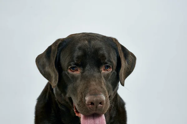 Renrasiga hund på en ljus bakgrund husdjur beskärd vy närbild — Stockfoto