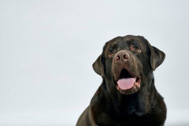 Açık arkaplanda safkan bir köpek, yakın planda kırpılmış.
