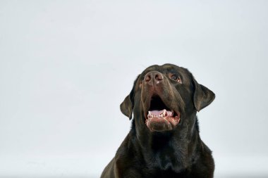 Açık arkaplan portresi üzerinde siyah saçlı safkan bir köpek, yakın plan, kırpık manzara.