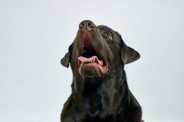 Açık arkaplanda safkan bir köpek, yakın planda kırpılmış.