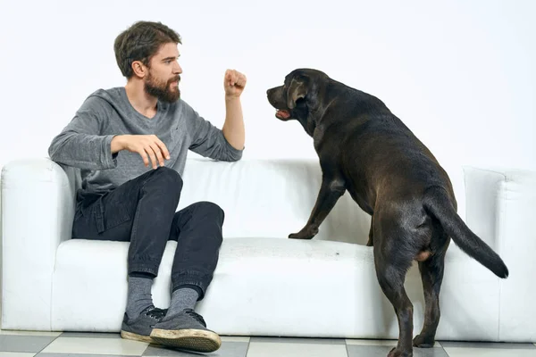 man with a black dog on a white sofa on a light background close-up cropped view pet human friend emotions fun