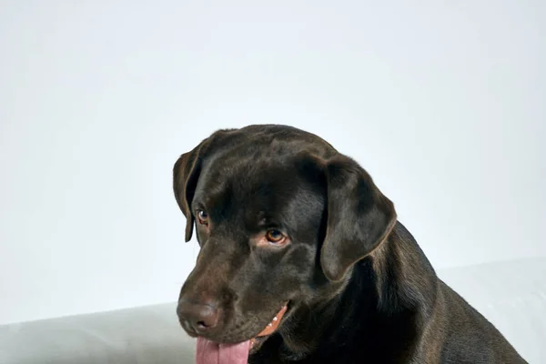 Чистий собака з чорним волоссям на світлому фоні портрет, крупним планом, обрізаний вид — стокове фото