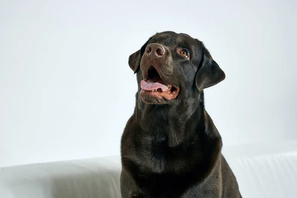 Чистий собака з чорним волоссям на світлому фоні портрет, крупним планом, обрізаний вид — стокове фото