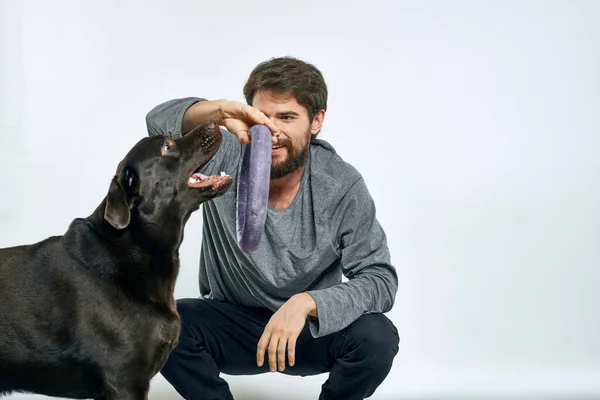 Hombre Con Entrenamiento Perros Sobre Fondo Claro Foto Alta Calidad — Foto de Stock