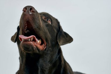 Açık arkaplanda safkan bir köpek, yakın planda kırpılmış.