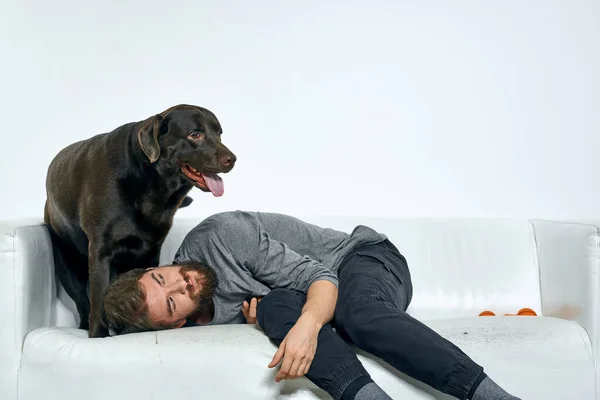Hombre propietario jugar con el perro en el sofá entrenamiento divertido luz habitación amigos mascota — Foto de Stock