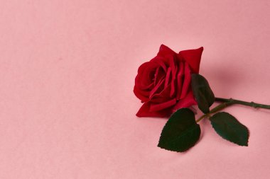 Pembe arkaplanda dikenli kırmızı gül kırpılmış görünüm Boşluğu kopyala