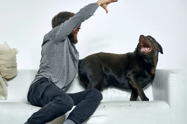 Счастливый человек и собака на диване В светлой комнате домашнее животное друг человека — стоковое фото