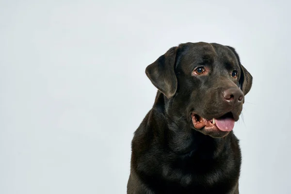 Renrasiga hund på en ljus bakgrund husdjur beskärd vy närbild — Stockfoto