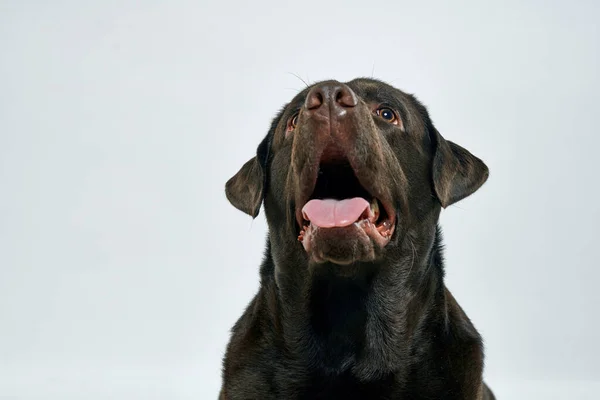 Чистокровний собака на світлому фоні тварина обрізаний вид крупним планом — стокове фото