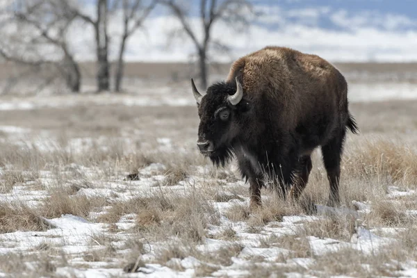American bison on the plains in winters near Denver, Colorado